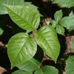 poison-ivy