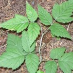 poison-oak