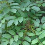 Poison Sumac